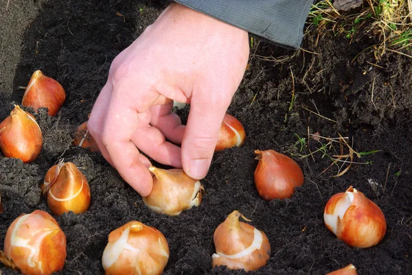 Glödlampa plantering — Stockfoto