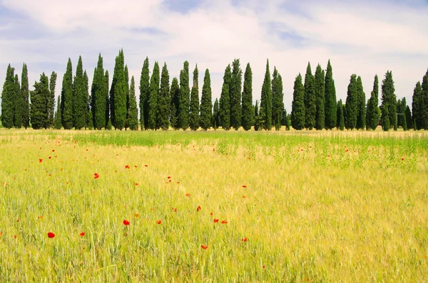 Viale dei Cipressi in Toscana, Italia — Foto Stock