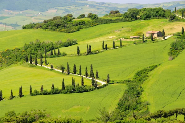 Toscane collines verdoyantes en Italie — Photo