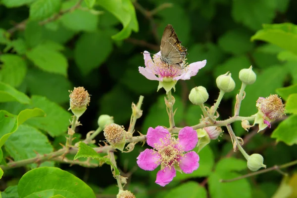 Flower from blackberry — Stock Photo, Image