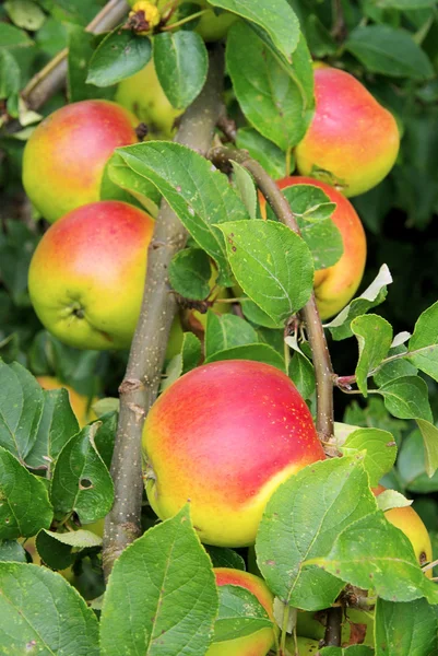 Apple на дереве — стоковое фото