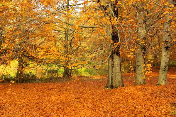 Foresta di faggio — Foto Stock