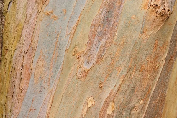 Eucalyptus bakgrund — Stockfoto