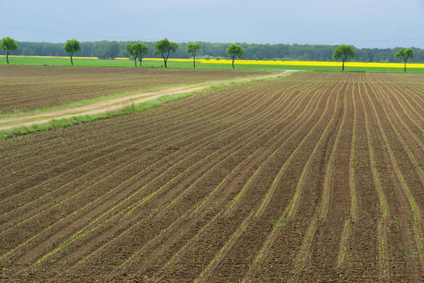 Fältet — Stockfoto