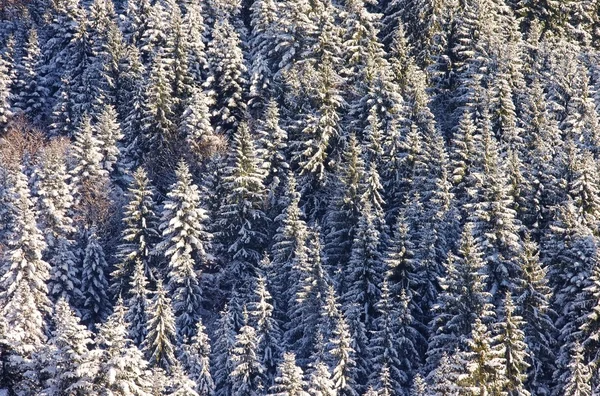 Fichtenwald im Winter — Stockfoto