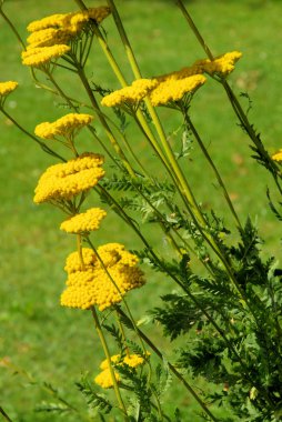 Fernleaf Yarrow