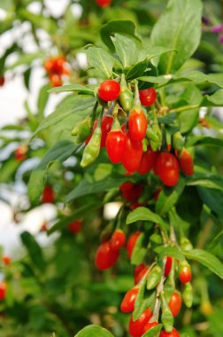 Goji berry
