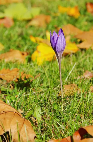 Cocodrilo de otoño púrpura —  Fotos de Stock