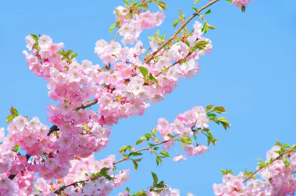 Fiore di ciliegio — Foto Stock