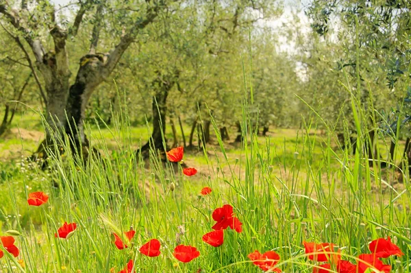 Mohn im Olivenhain — Stockfoto