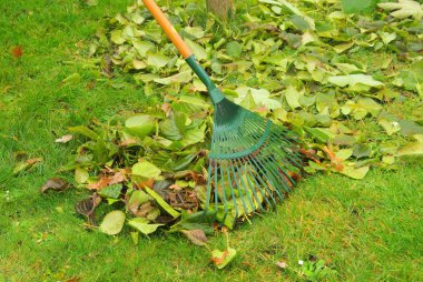 yaprak rake