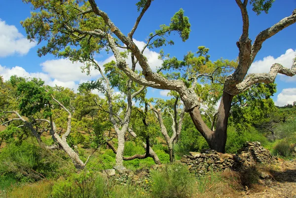 Roble de corcho — Foto de Stock