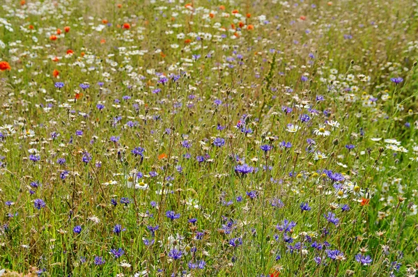 Kornblume — Stockfoto