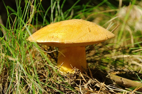 Gyroporus cyanescens — Stok fotoğraf