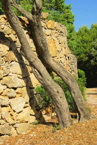 橄榄树树干 — 图库照片