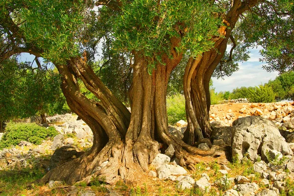 Olíva fa törzse — Stock Fotó