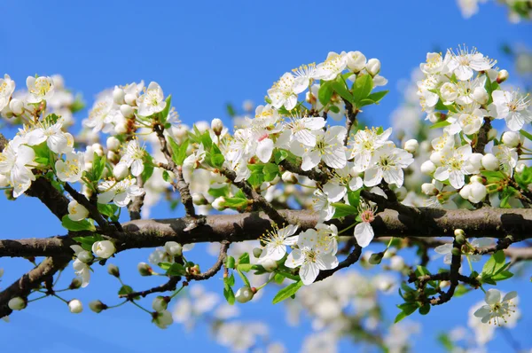 Fiore di prugna — Foto Stock