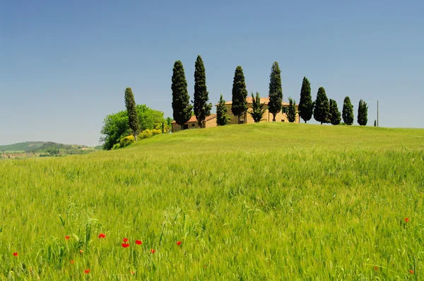 Countryside — Stock Photo, Image