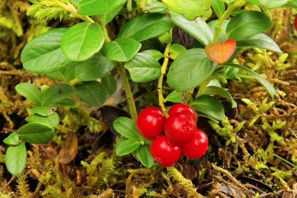 Cowberry növény — Stock Fotó