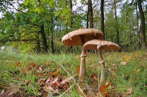 Mushroom — Stock Photo, Image