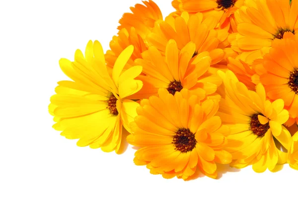 Calendula — Stockfoto