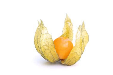 Physalis