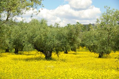 Çayır ve zeytin ağacı