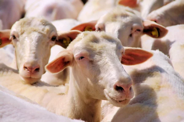 De schapen — Stockfoto