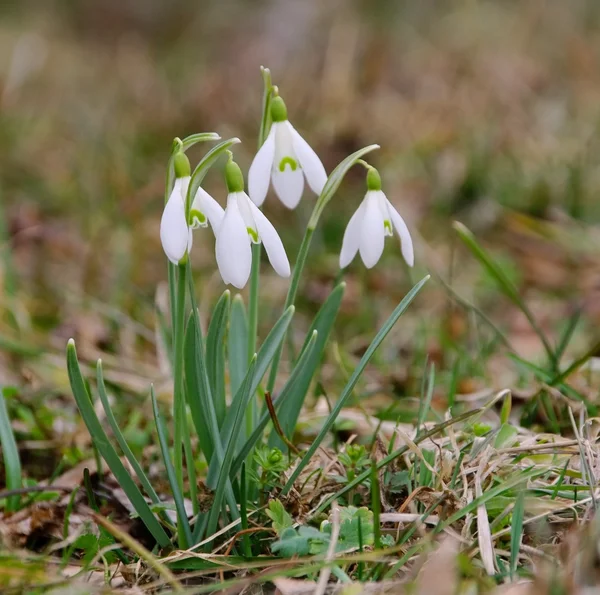 Kropla śniegu — Zdjęcie stockowe