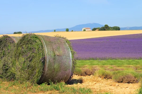 Lavande récolte au champ — Photo