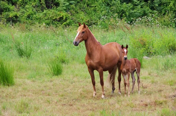 Het paard — Stockfoto