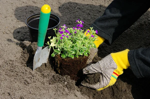 Struik planten — Stockfoto