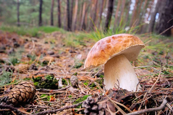 Mushroom — Stock Photo, Image