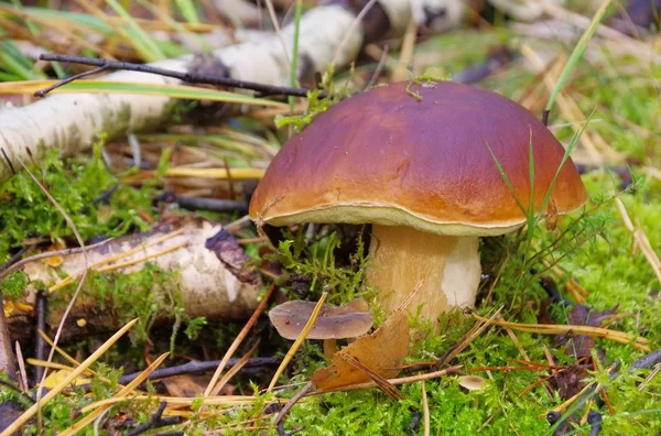 Mushroom — Stock Photo, Image