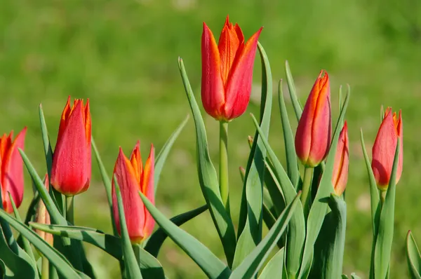 Tulpen — Stockfoto