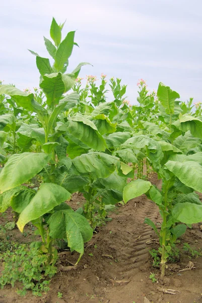 Tabaco cultivado — Foto de Stock