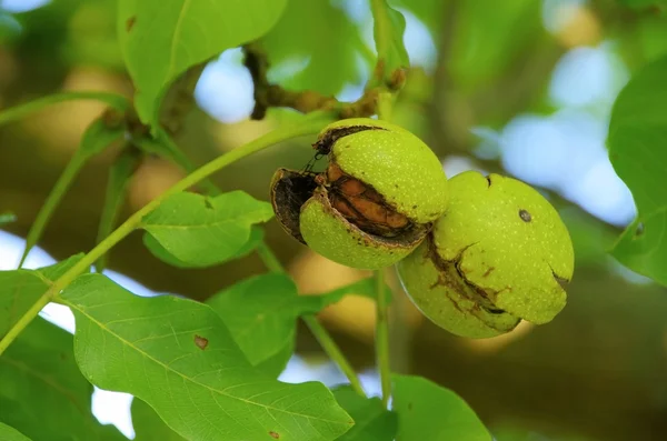 Walnut tree — Stockfoto