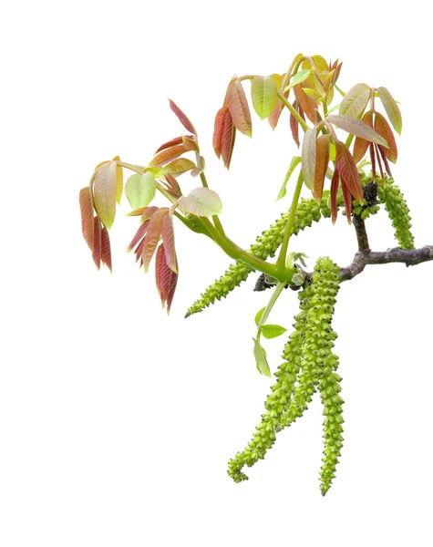 Walnut blossom — Stock Photo, Image