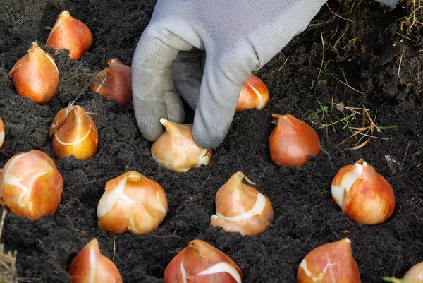 Plantação de bolbos — Fotografia de Stock