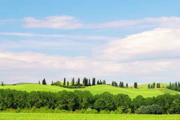 Cypress avenue — Stock Photo, Image