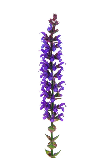Sage flower — Stock Photo, Image