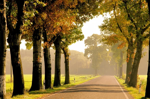 Avenue in autunno — Foto Stock