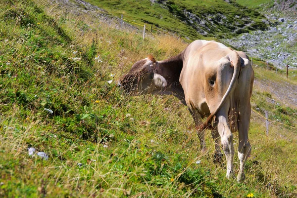Alp cow — Stock Photo, Image