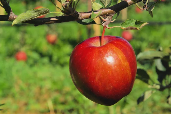 Apfel am Baum — Stockfoto