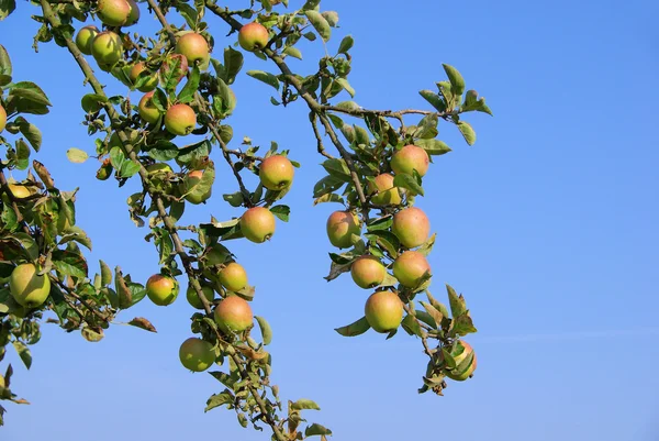 Apples on tree — Stock Photo, Image