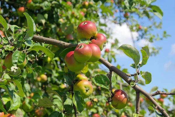 Appels op boom — Stockfoto
