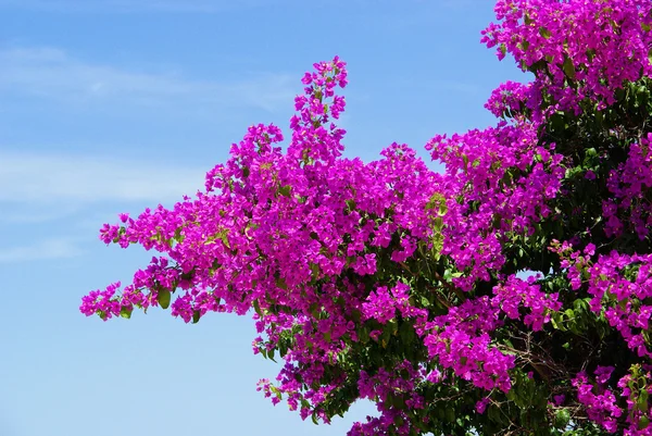 Bougainville — Zdjęcie stockowe