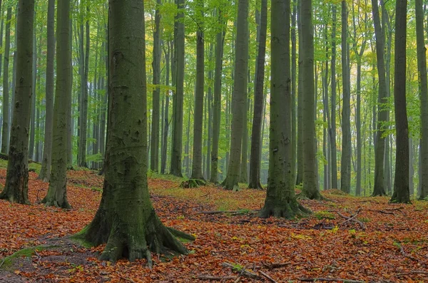 Beech forest in fog — Stock Photo, Image