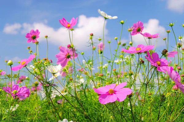 Cosmea. — Fotografia de Stock