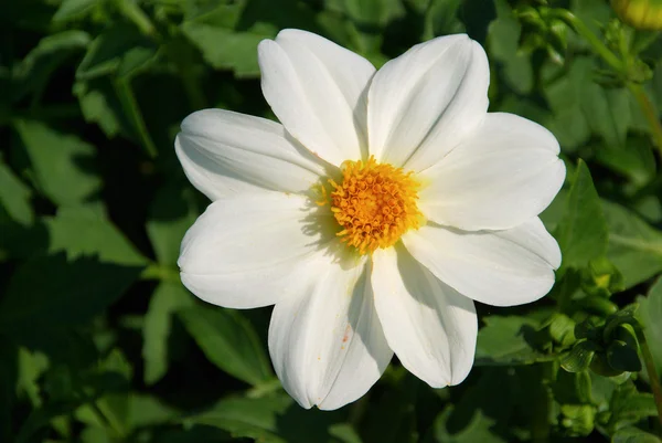 Dahlia — Stock Photo, Image